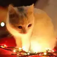 cats images for whatsapp dp